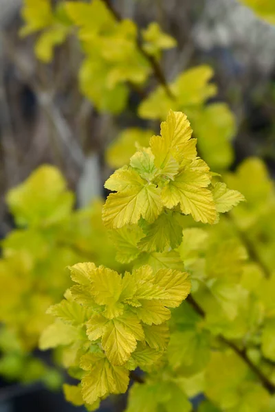 Ninebark Angel Gold Leaves Latin Name Physocarpus Opulifolius Angel Gold — Stock Photo, Image