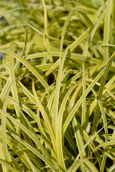 Foglie Siepe Erba Giapponesi Nome Latino Carex Morrowii — Foto Stock