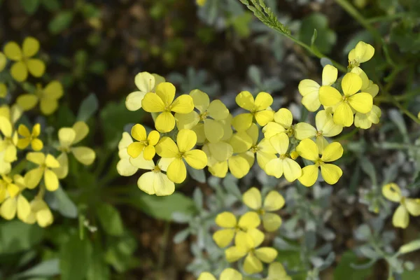 Κροατικά Ενδημικά Φυτά Κίτρινα Άνθη Λατινική Ονομασία Fibigia Triquetra — Φωτογραφία Αρχείου