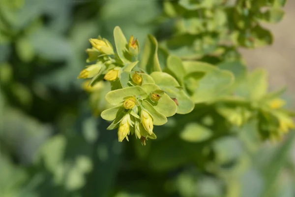 Smooth Honeywort Flowers Latin Name Cerinthe Glabra — Stock Photo, Image