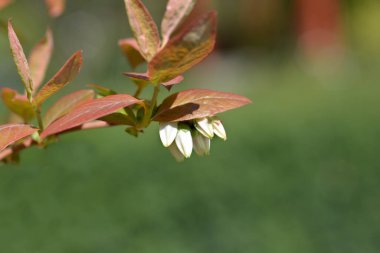 Yabanmersini Brigitta Mavi çiçekleri - Latince adı - Vaccinum corymbosum Brigitta Blue