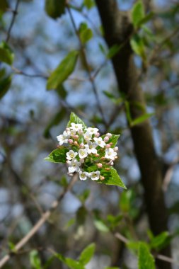 Beyaz çiçekli Kore baharat viburnum dalı - Latince adı Viburnum carlesii