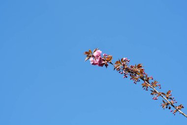 Mavi gökyüzüne karşı çiçekli Japon kiraz ağacı Kanzan dalı - Latince adı - Prunus serrulata Kanzan