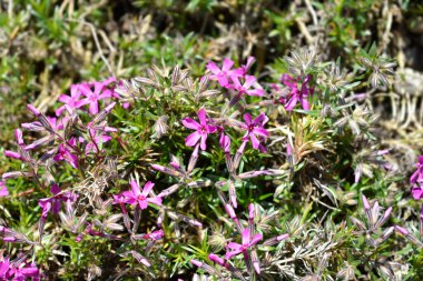Sürünen Phlox Atropurpurea çiçekleri Latince adı Phlox subulata Atropurpurea
