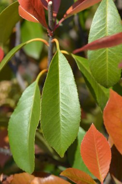 Photinia Red Robin Latince adı Fraseri x Fraseri Red Robin olan