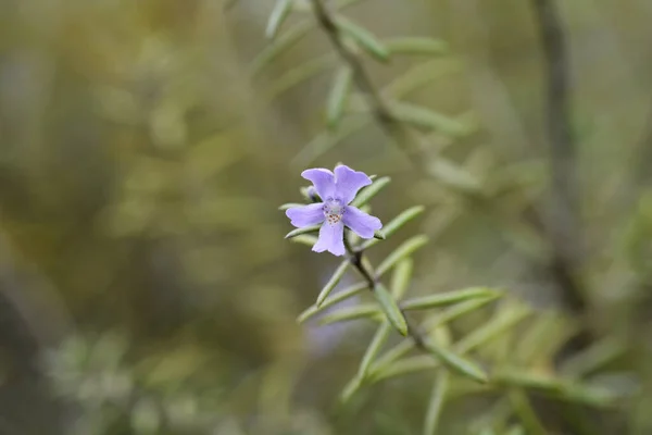 Kwiat Rozmarynu Przybrzeżnego Nazwa Łacińska Westringia Fruticosa — Zdjęcie stockowe