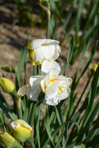Double Daffodil Flower Drift Λευκά Και Πορτοκαλί Λουλούδια Λατινική Ονομασία — Φωτογραφία Αρχείου
