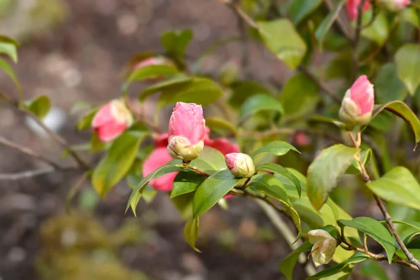 Branche Camellia Aux Fleurs Nom Latin Camellia Japonica — Photo