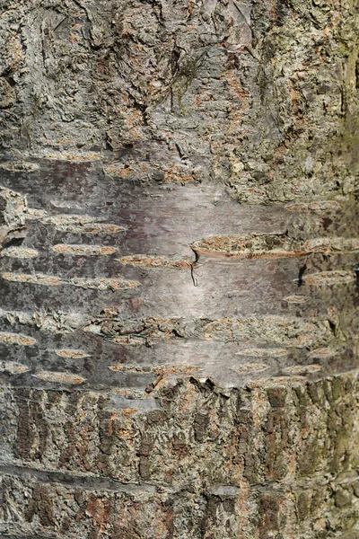Kirschbaumrinde Detail Lateinischer Name Prunus Avium — Stockfoto