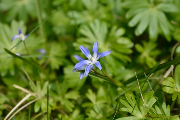 Kar Mavisi Çiçeğinin Boissiers Zaferi Latince Adı Scilla Luciliae — Stok fotoğraf