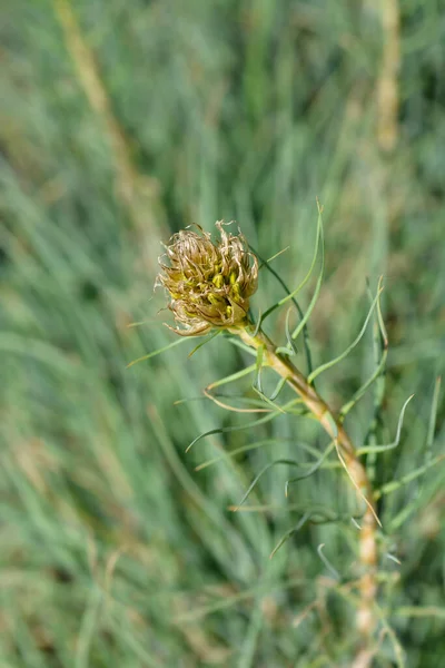 Kings Spear Flower Buds Latin Name Asphodeline Lutea — Stock Photo, Image