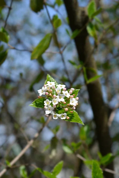 白い花の韓国のスパイスビブルナムの枝 ラテン語名 Viburnum Carlesii — ストック写真