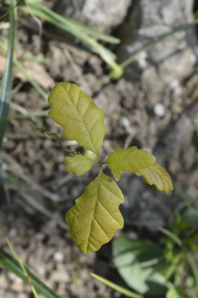 Sessile Roble Joven Planta Nombre Latino Quercus Petraea —  Fotos de Stock