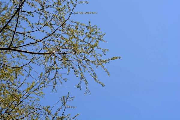Dawn Redwood Ramos Com Novas Folhas Contra Céu Azul Nome — Fotografia de Stock