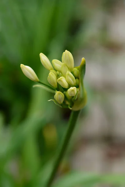 Białe Afrykańskie Pąki Kwiatów Lilii Łacińska Nazwa Agapanthus Summer Love — Zdjęcie stockowe