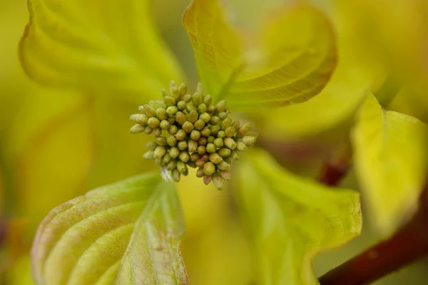 Goldener Hartriegelzweig Mit Blütenknospen Lateinischer Name Cornus Alba Aurea — Stockfoto