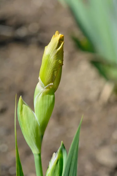 Standart Cüce Sakallı Iris Ğne Çiçeği Latince Adı Iris Ğnesi — Stok fotoğraf