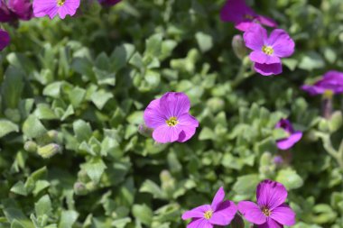 Aubrietia Audry Kırmızı çiçekleri - Latince adı - Aubrieta Audry Red