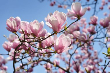 Magnolia tree branches with flowers against blue sky - Latin name - Magnolia x soulangeana clipart