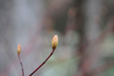 Gümüş ve Altın sarısı yeni yapraklı Dogwood şubesi - Latince adı Cornus sericea Silver ve Gold