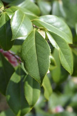 Latince adı Kamelya japonica olan kamelya dalı