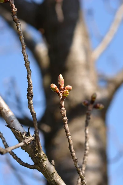 Damson Plum Ramo Com Botões Flor Nome Latino Prunus Domestica — Fotografia de Stock