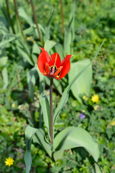 Цветок Тюльпана Латинское Название Tulipa Felensis — стоковое фото