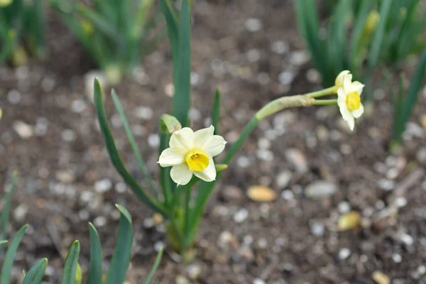 Daffodil Minnow Flowers Nom Latin Narcisse Minnow — Photo