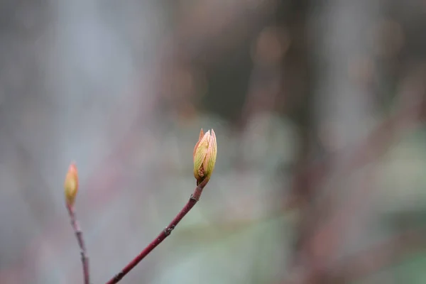 新しい葉を持つシルバーとゴールドのレッドオシエドッグウッドの枝 ラテン名 コーナスSericeaシルバーとゴールド — ストック写真