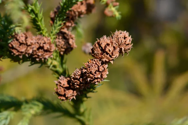 Japanese Cedar Branch Seed Cones Latin Name Cryptomeria Japonica — Stock Photo, Image