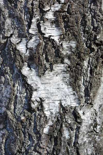 Common Birch Bark Detail Latin Name Betula Pendula — Stock Photo, Image