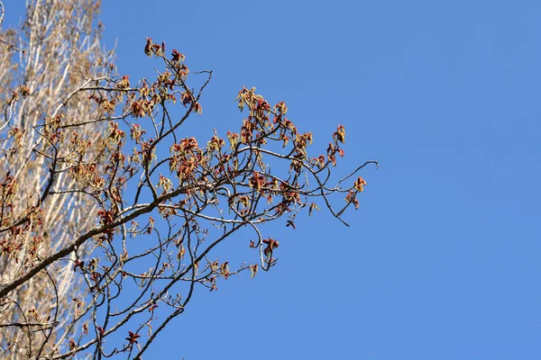Lombardy Poplar Branches Flowers Blue Sky Latin Name Populus Nigra — Stock Photo, Image