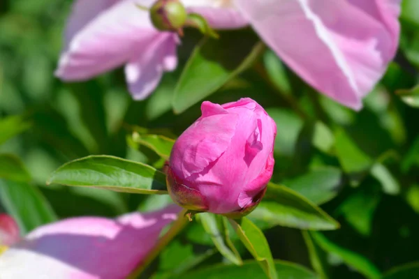 Pink Fragrant Peony Flower Bud Latin Name Paeonia Lactiflora — Stock Photo, Image