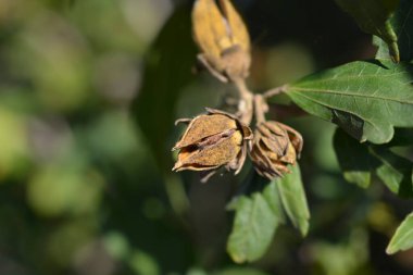 Sharon 'ın Gül tohumları - Latince adı - Hibiscus syriacus