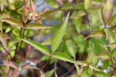 Mount Clematis Rubens Latince adıyla Clematis Montana Rubens 'den ayrılıyor.