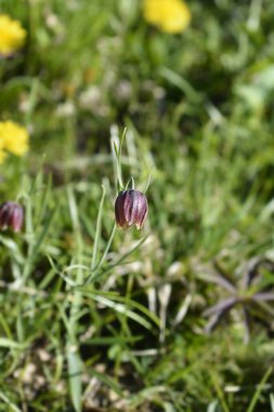 Alp zambak çiçeği - Latince adı - Fritillaria orientalis