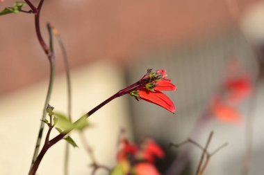 İspanyol bayrağı kırmızı çiçekler - Latince adı - Ipomoea lobata