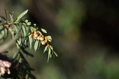 Çiçek tomurcuklu İrlanda Yew şubesi - Latince adı - Taxus baccata