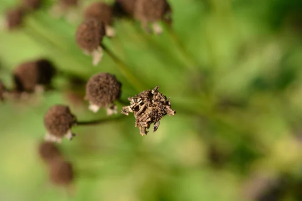 Golden Feverfew Seed Heads Latin Name Tanacetum Parthenium Aureum — Stockfoto