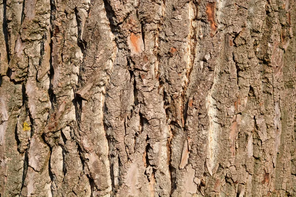 Detail Aus Kanadischer Pappelrinde Lateinischer Name Populus Canadensis — Stockfoto