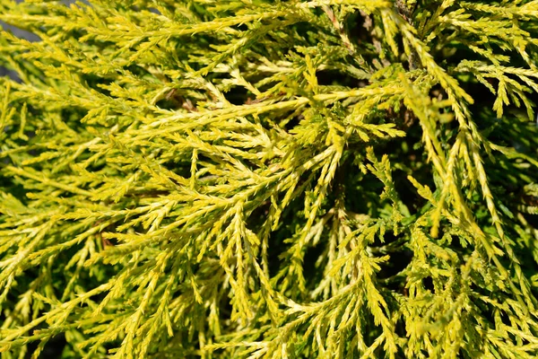 Sawara Cypress Filifera Aurea 라틴어 Chamaecyparis Pisifera Filifera Aurea — 스톡 사진