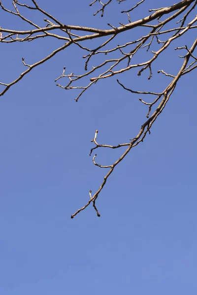 Red Horse Chestnut Branches Buds Blue Sky Latin Name Aesculus — Photo
