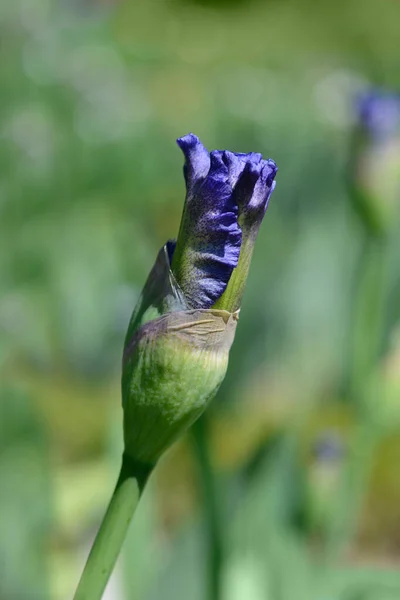 Ψηλός Γενειοφόρος Ίρις Αετοί Μπουμπούκι Λουλουδιών Πτήσης Λατινικό Όνομα Iris — Φωτογραφία Αρχείου