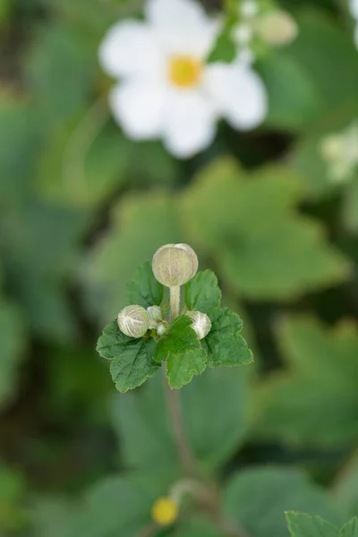 Anémona Japonesa Honorine Jobert Flower Buds Nombre Latino Anemone Hybrida — Foto de Stock