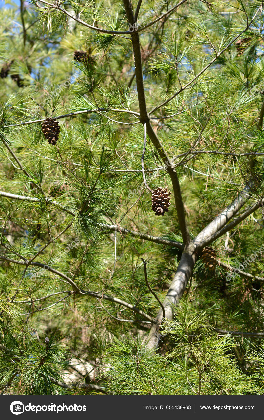 中国白松拉丁文名松树亚种——图库图片© nahhan #655438968