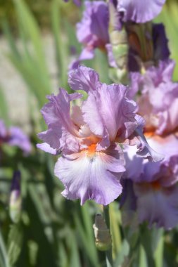 Uzun sakallı iris İranlı böğürtlen çiçeği - Latince adı - Iris barbata elatior Persian Berry