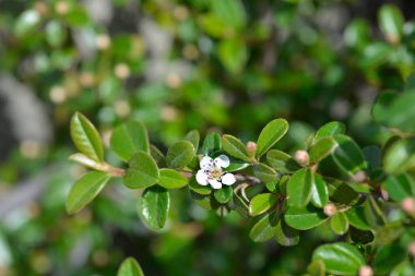 Çiçekli Bearberry cotoneaster şubesi - Latince adı - Cotoneaster dammeri