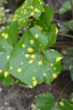 Gold-spotted Japanese farfugium leaves - Latin name - Farfugium japonicum Aureomaculatum clipart