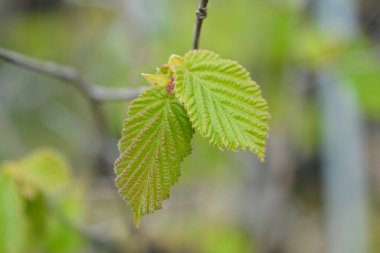 Common hazel Lombardii new leaves - Latin name - Corylus avellana Lombardii