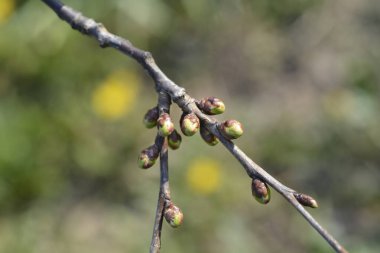 Tomurcuklu kiraz dalı - Latince adı - Prunus avium
